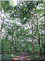 Path in Nanscot Wood