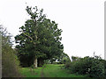 Copse north of Pinnerwood Farm