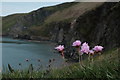 SN3155 : Thrift on the clifftops by John Winder