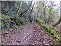 Llwybr Gwar y Coed / Gwar y Coed Path