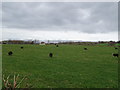 Sheep grazing near Newmill Farm