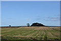 Aberdeenshire autumn field