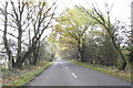 Avenue of semi-naked trees in Ivy Lodge Road