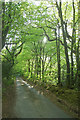 Lane through Combe Wood