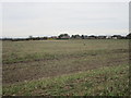 Stubble field and Sibthorpe