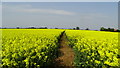 Path through oil seed rape field N of Baschurch