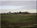 Autumn sown crop at Wensor Bridge