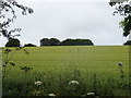 Hillside cereal crop beside National Cycle Route 45