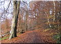 River Clyde Walkway north of Bothwell Castle