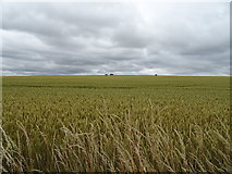 SU1257 : Cereal crop North Newnton by JThomas