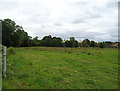 Grazing, Endford Hill