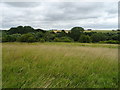 Grassland near Corfe End Lakes