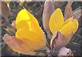 Gorse flower