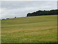 Hillside cereal crop near Hooklands