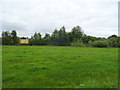 Grazing towards the River Avon, Lower Woodford