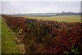 Grassland, Newinn of Gorthy