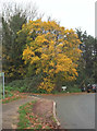 Tree by Audley Avenue, Torquay