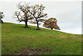 Trees, Pagans Hill