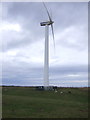 Coastal grazing and wind turbine near Flimby