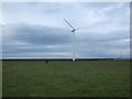 Coastal grazing and wind turbine near Siddick