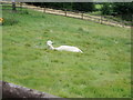 Alpaca, Shatterford Lakes