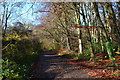 SU0828 : Autumn sunlight filtering in to Old Shaftesbury Drove by David Martin