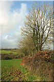SX7258 : Field boundary near Etwell Cottage by Derek Harper