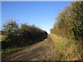 Roadway to Blackmore Thick Farm