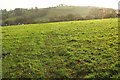 Field above Avonwick