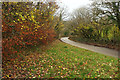 Autumn leaves, Brushford