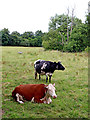 Cattle near Newnham Bridge in Worcestershire