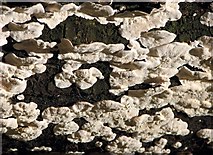 TG2105 : Fungi (Trametes versicolor ) - underside by Evelyn Simak