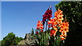 Gladioli at Jasmine Cottage, Higher Allerford