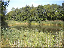 SO7583 : Pond in the woods, Severn Valley Country Park (1) by Richard Vince