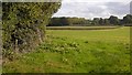 Winter cereals, Tedstone Wafre