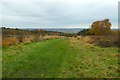 Autumn on the Ashdown Forest