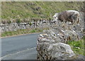 SH7883 : Sheep on a wall along Marine Drive by Mat Fascione