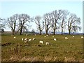 NY8571 : Sheep near High Teppermoor Farm by Oliver Dixon