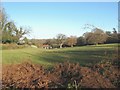 Pasture by Coed Coch