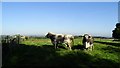 Longhorn Cattle at Park Farm, Melbourne Parks, Derbys