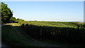 Apple orchard above Dunning Shaw, Stour Valley, Kent