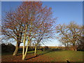 Trees close to the crossing of footpaths, Bingham sports field