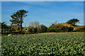 Gwinear-Gwithian : Crop Field