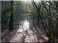 Down to the stream in Boddenham