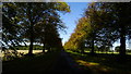 Tree-lined avenue, northwest of Park Lodge, Welbeck Park