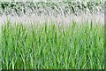 TG3406 : Strumpshaw Fen: Grasses by Michael Garlick