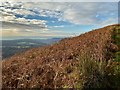 Bracken hillside