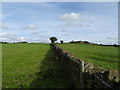 Stone wall towards Mount Pleasant Farm