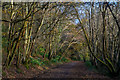 East Budleigh : Footpath