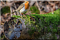 East Budleigh : Robin